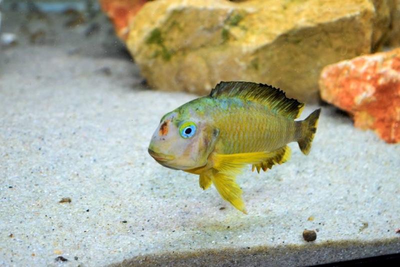Tropheus sp. 'lukuga' Karilani Island (Kushangaza)